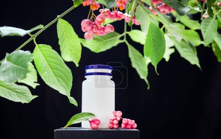 Heilöl im Glas mit Kräutern. Euonymus warzig, homöopathische Beere nützlich, giftige Pflanze mit roten Beeren. Tops auf schwarzem Hintergrund. Vevey mit Beeren auf schwarzem Hintergrund