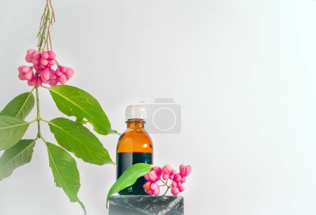 Medical medicine in a jar with herbs. Kopi space, warty euonymus, homeopathic berry useful for treatment, poisonous plant with red berries. Branch with berries. decorative tree