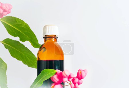 Medizinische Medizin im Glas mit Kräutern. Euonymus warzig, homöopathische Beere nützlich, giftige Pflanze mit roten Beeren. Dekorativer medizinischer Baum