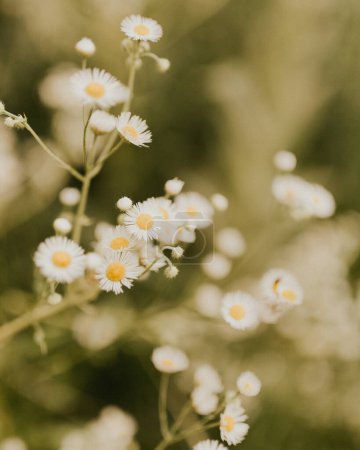 camomile flowers background. Chamomile field flowers border. Beautiful nature scene with blooming medical chamomilles in sun flare. Alternative medicine Spring Daisy. Summer flowers. Beautiful meadow.