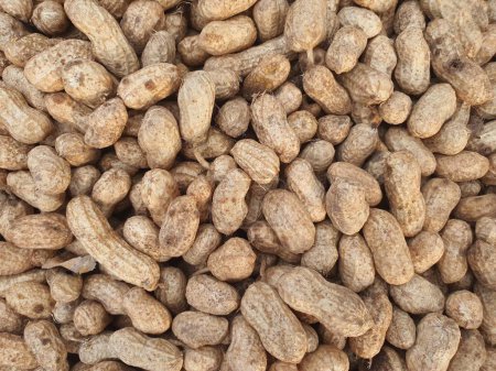 Photo for Photo of peanuts close up for  texture background - Royalty Free Image