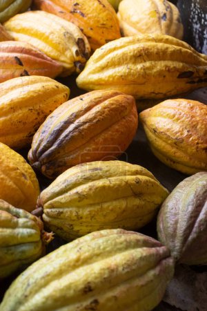 una colección de frutos de cacao cosechados. fondo de fruta de cacao