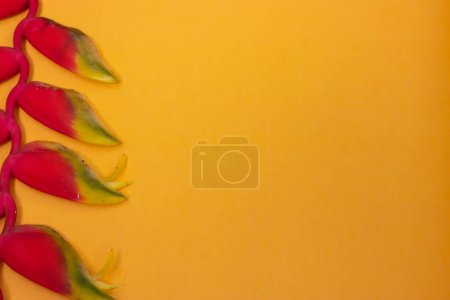 Photo for Parrots' Beak Heliconia (Heliconia rostrata) on a yellow background, Heliconia lobster claws also called parrot flowers are red, orange or yellow, usually tipped with a bright gold splash. - Royalty Free Image