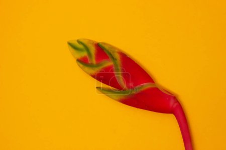 Photo for Parrots' Beak Heliconia (Heliconia rostrata) on a yellow background, Heliconia lobster claws also called parrot flowers are red, orange or yellow, usually tipped with a bright gold splash. - Royalty Free Image
