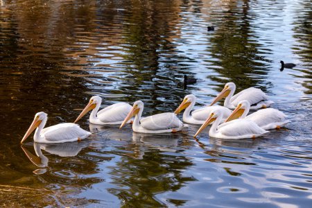 Schwarm weißer Pelikane schwimmt auf dem Wasser der Santee Lakes in Kalifornien