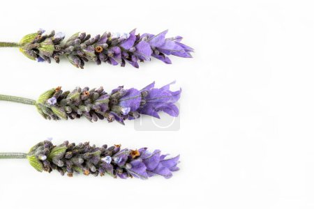 Téléchargez les photos : Closeup flatlay on three flowers of Spanish Lavender on white background with copy space. Macro photography. Lavandula Stoechas. French lavender. - en image libre de droit
