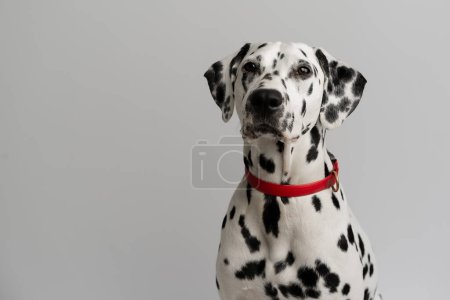 Photo for Close-up - adult Dalmatian dog sitting and looking at camera - Royalty Free Image