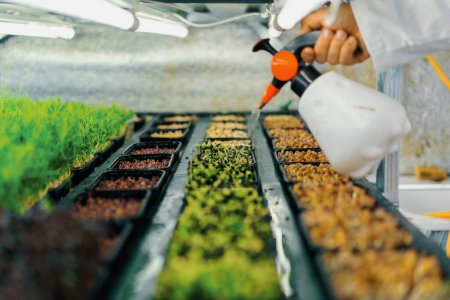 Photo for Farmer works indoor farm planting microgreens Selection of seeds and watering sprouts of fresh herbs on shelf eco food - Royalty Free Image