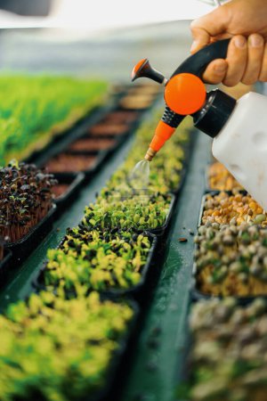 Foto de Agricultor trabaja granja de interior plantación microgreens Selección de semillas y brotes de riego de hierbas frescas en el estante de alimentos ecológicos - Imagen libre de derechos