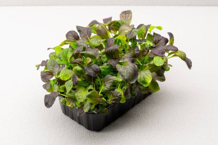 Foto de Microgreens plantados en un contenedor negro brotes de mostaza joven en microgreen granja eco alimentos de cerca - Imagen libre de derechos