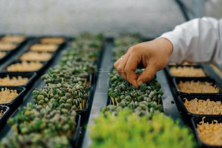 Foto de Mano del agricultor saca un brote de microgreens primer plano de bastidores con varias plantas eco-alimentarias que cultivan verduras - Imagen libre de derechos