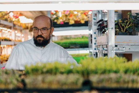 Téléchargez les photos : Choux d'agriculteurs de microverts sur les étagères d'une ferme verticale éco-alimentaire cultivant des légumes verts saine alimentation - en image libre de droit