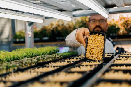 Photo for A farmer shows sprouts of microgreens on the shelves of vertical farm eco food growing greens healthy eating - Royalty Free Image