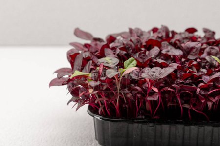 Téléchargez les photos : Microgreens plantés dans un récipient noir jeunes pousses de basilic rouge sur microgreen farm eco food close-up - en image libre de droit