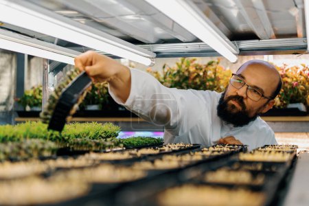 Téléchargez les photos : Fermier vérifie microgreens pousses étagères de ferme verticale éco-alimentaire verdure alimentation saine - en image libre de droit