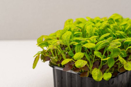 Foto de Microgreens plantados en un recipiente negro de brotes de lechuga jóvenes en la granja de alimentos ecológicos microverdes - Imagen libre de derechos