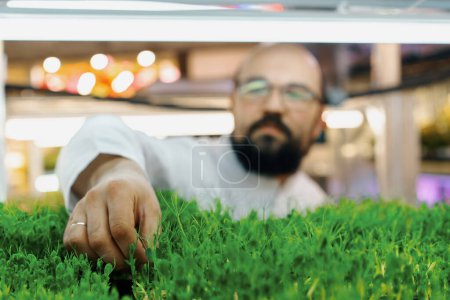 Photo for Farmer checks microgreens sprouts shelves of vertical farm eco food growing greens healthy eating - Royalty Free Image