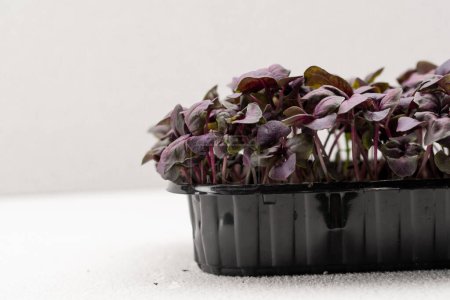 Photo for Microgreens planted in a black container young sprouts of red basil on microgreen farm eco food close-up - Royalty Free Image