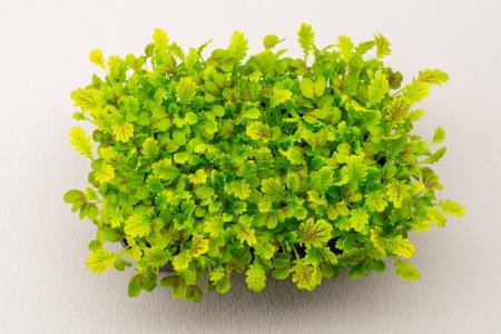 Photo for Microgreens planted in a black container of young lettuce sprouts on microgreen eco food farm - Royalty Free Image