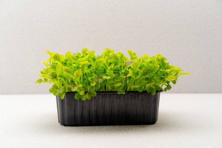 Téléchargez les photos : Microgreens plantés dans un récipient noir de jeunes pousses de laitue sur une ferme alimentaire écologique microverte - en image libre de droit