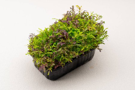 Téléchargez les photos : Microgreens plantés dans un récipient noir de jeunes pousses de plantes sur une ferme alimentaire écologique microverte - en image libre de droit