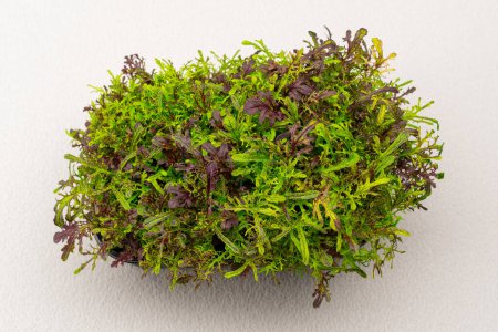 Téléchargez les photos : Microgreens plantés dans un récipient noir de jeunes pousses de plantes sur une ferme alimentaire écologique microverte - en image libre de droit