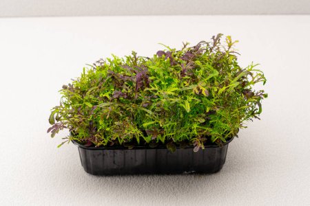 Photo for Microgreens planted in a black container of young plant sprouts on microgreen eco food farm - Royalty Free Image