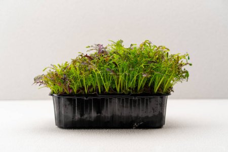 Foto de Microgreens plantados en un recipiente negro de brotes de plantas jóvenes en la granja de alimentos ecológicos microverdes - Imagen libre de derechos