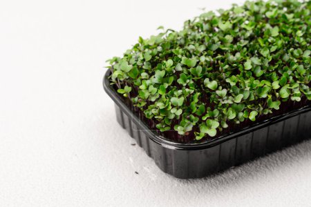 Téléchargez les photos : Microgreens plantés dans un récipient noir jeunes pousses de radis sur microgreen farm eco food close-up - en image libre de droit