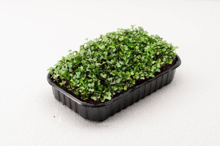 Foto de Microgreens plantados en un contenedor negro brotes de rábano joven en microgreen granja eco alimentos de cerca - Imagen libre de derechos