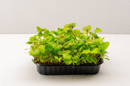 Téléchargez les photos : Microgreens plantés dans un récipient noir jeunes pousses de moutarde sur une ferme microverte eco food - en image libre de droit