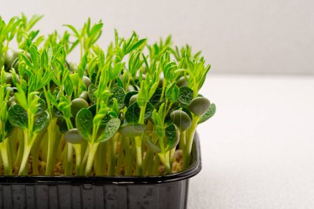 Foto de Microgreens plantados en un contenedor negro de brotes de guisantes jóvenes en la granja de microverdes - Imagen libre de derechos