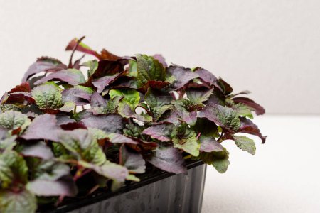 Photo for Basil leaves Aromatic seasoning container farm growing microgreens close-up eco food concept - Royalty Free Image