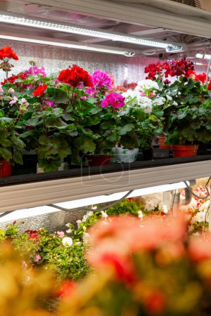 Téléchargez les photos : Cultiver des fleurs sur microgreen ferme multicolore fleurs de pélargonium dans une flore de vase couleurs vives juteuses de plantes - en image libre de droit
