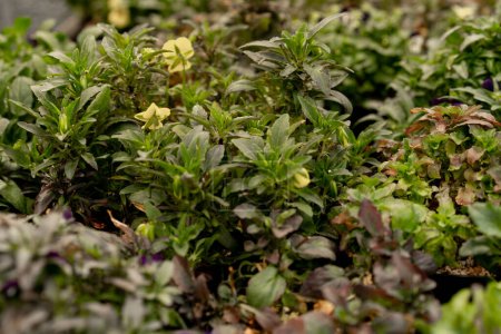 Téléchargez les photos : Cultiver des fleurs sur microgreen ferme multicolore fleurs de pélargonium dans une flore de vase couleurs vives juteuses de plantes - en image libre de droit