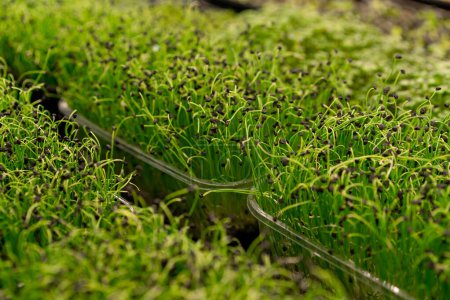 Foto de Primer plano crecimiento microgreens agricultura ecológica concepto de germinación de guisantes filas de brotes alimentos ecológicos saludables - Imagen libre de derechos