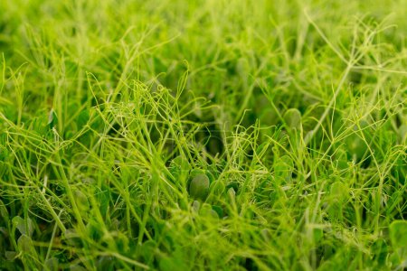 Foto de Primer plano del cultivo de microgreens frescos en un jardín vertical interior brotes de perejil joven eco alimentos - Imagen libre de derechos