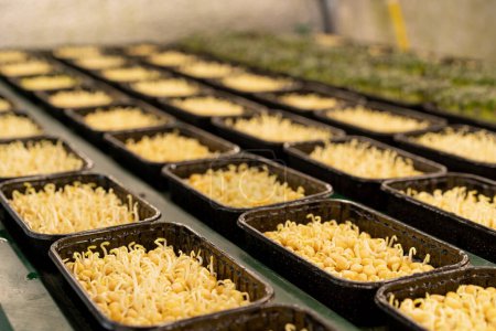 Foto de Primer plano del cultivo de microgreens frescos en un jardín vertical interior de brotes de guisantes jóvenes en un recipiente de plástico - Imagen libre de derechos