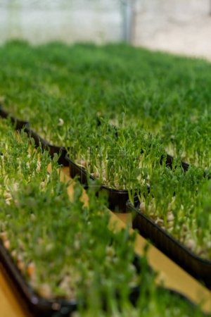 Téléchargez les photos : Culture microgreens agriculture biologique concept pois germination rangées de germes saine éco-alimentaire - en image libre de droit