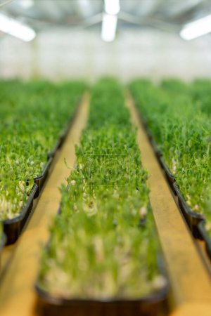 Téléchargez les photos : Cultiver des microgreens de l'agriculture biologique concept de germination pousses de pois alimentation écologique saine - en image libre de droit