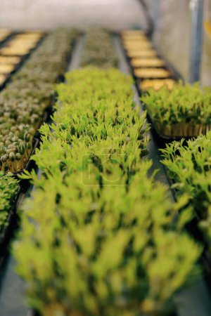 Foto de Varias filas de varios cultivos de plantas están representadas por brotes jóvenes de granja microverde - Imagen libre de derechos