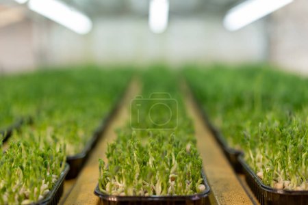 Foto de Cultivo de microgreens de cultivo ecológico concepto de brotes de guisantes alimentos ecológicos saludables - Imagen libre de derechos