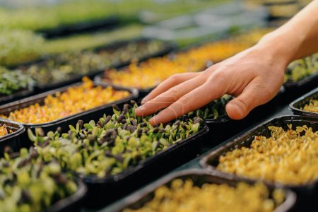 Foto de Agricultor jardinero comprueba la condición de microgreens Científico crece brotes de plantas los toca con su mano de cerca - Imagen libre de derechos