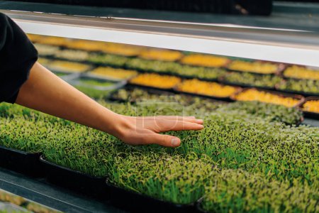 Téléchargez les photos : Paysan jardinier vérifie l'état des microgreens Scientifique pousse pousses de plantes les touche avec sa main gros plan - en image libre de droit