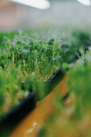 Photo for Close-up of juicy young green sprouts with water drops The process watering seedlings farm microgreens - Royalty Free Image