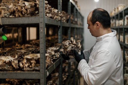 Photo for A mycologist from a mushroom farm grows shiitake mushrooms scientist examines mushrooms holding them in his hands - Royalty Free Image
