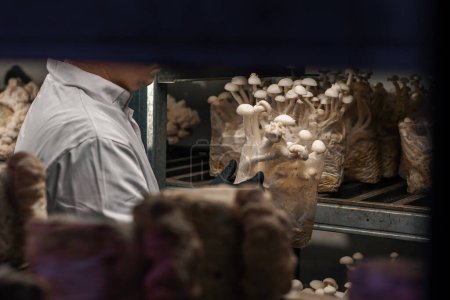 Téléchargez les photos : Gros plan d'une main dans un gant noir d'un mycologue de la ferme de champignons touchant des champignons shimeji cultivés dans des sacs en plastique - en image libre de droit