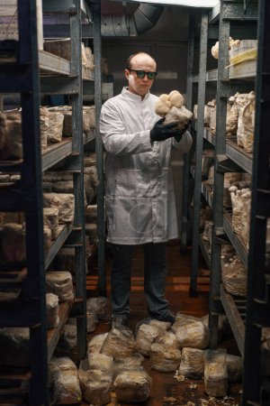 Téléchargez les photos : Un mycologue d'une ferme de champignons pousse champignons bouche du lion scientifique sérieux tient des champignons dans ses mains - en image libre de droit
