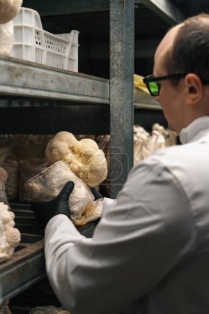 Photo for A mycologist from mushroom farm grows lion's mane mushrooms scientist in white coat checks mushrooms holding them in his hands - Royalty Free Image