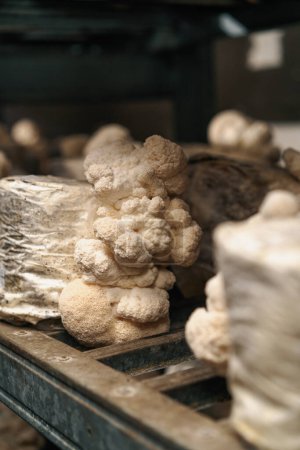 Téléchargez les photos : Close-up champignons crinière de lion Eco-alimentaire bio-ferme Alimentation végétarienne Champignons comestibles Cultiver des sacs en plastique Etagères Alimentation - en image libre de droit